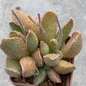 Adromischus hybr Belgium