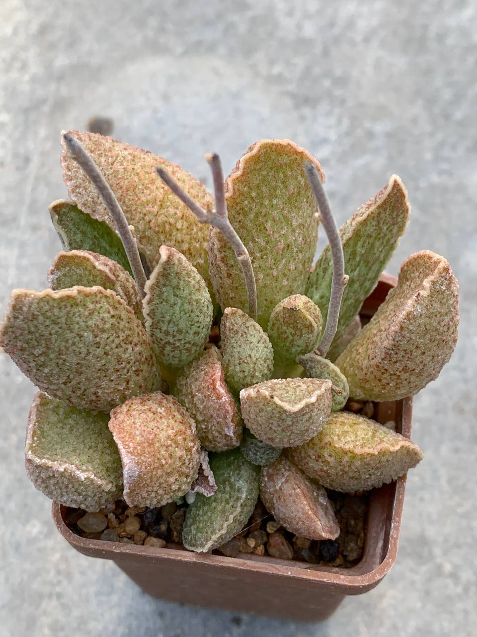 Adromischus hybr Belgium