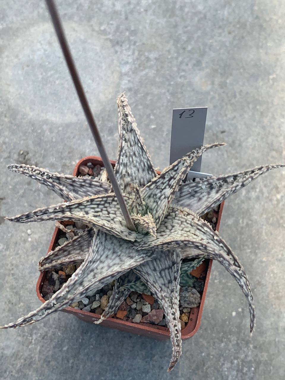 Aloe hybr