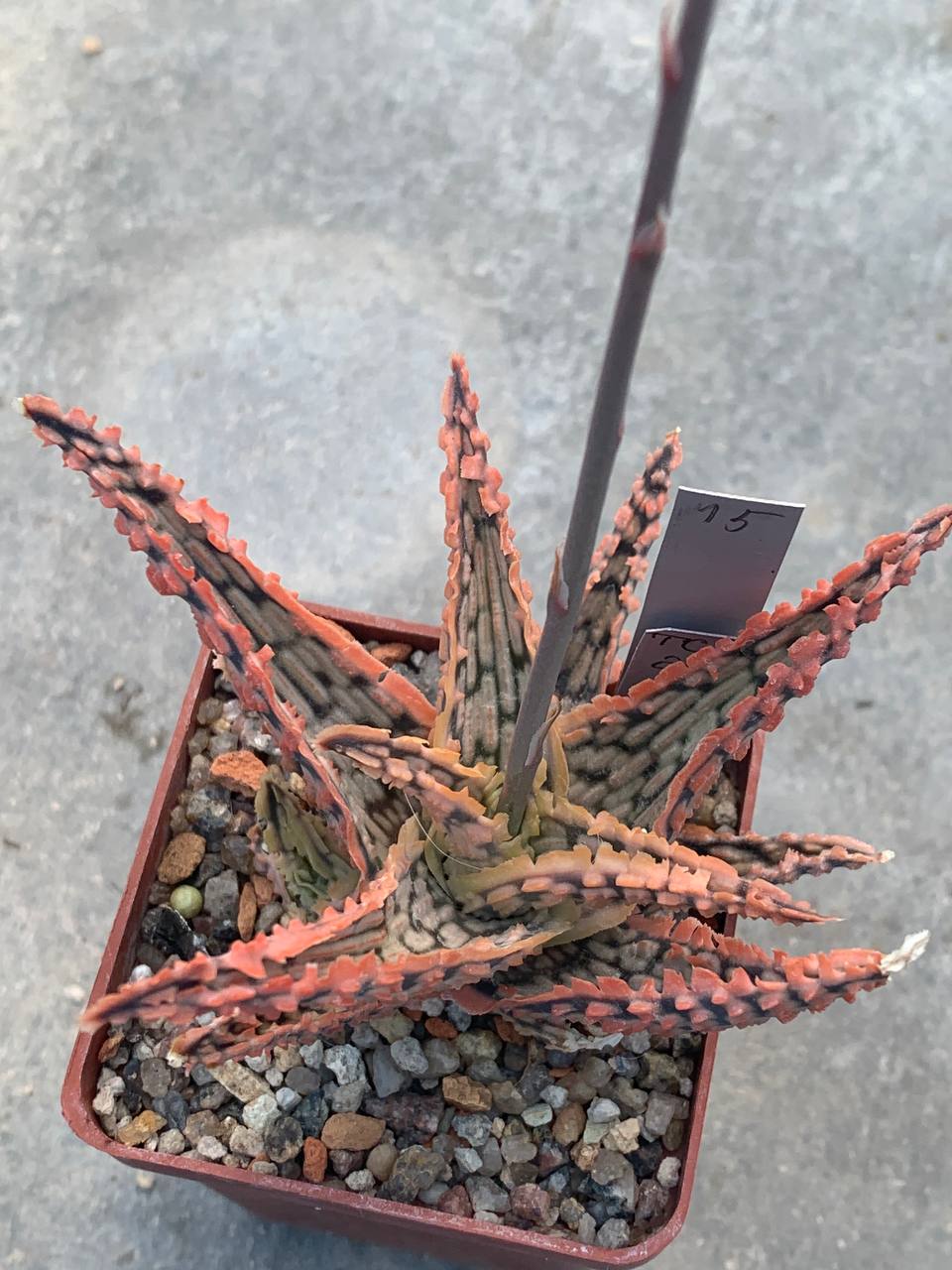 Aloe hybr