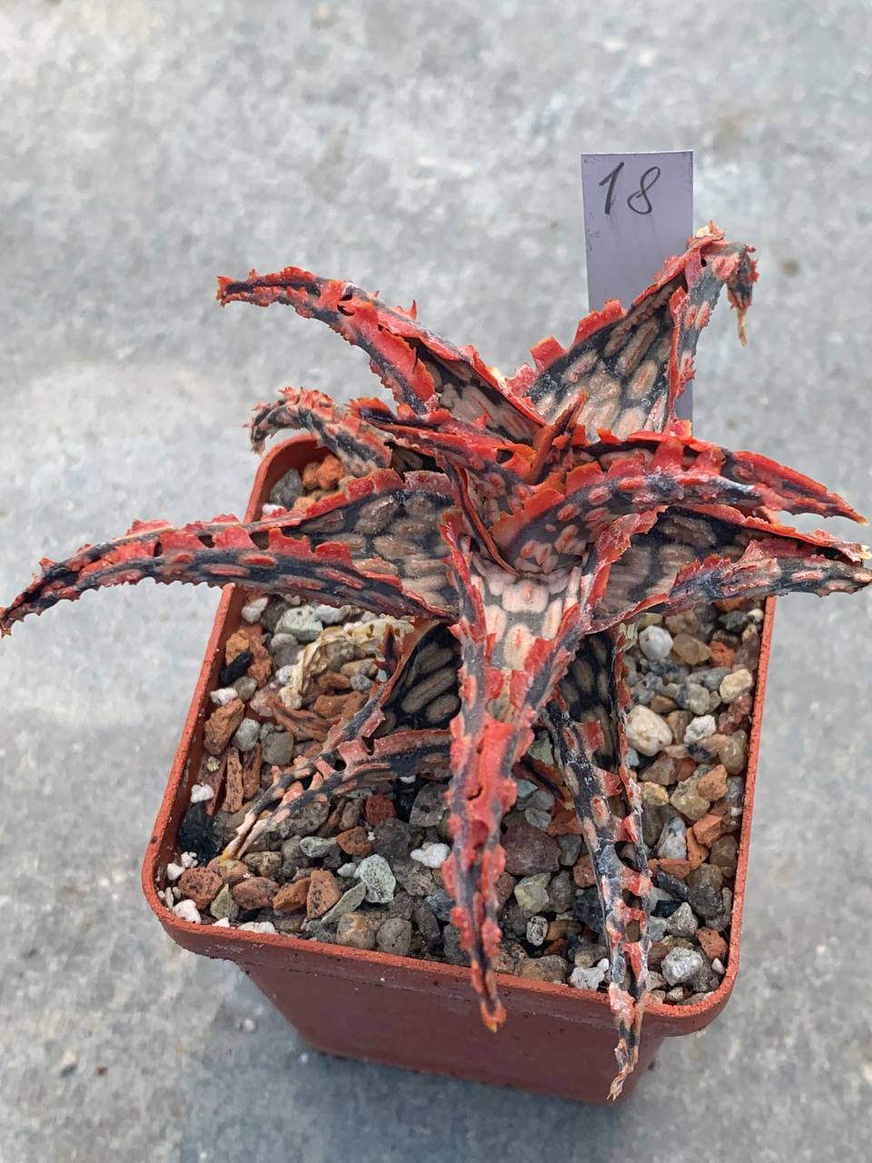 Aloe hybr