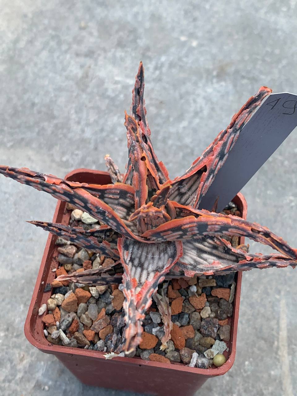 Aloe hybr