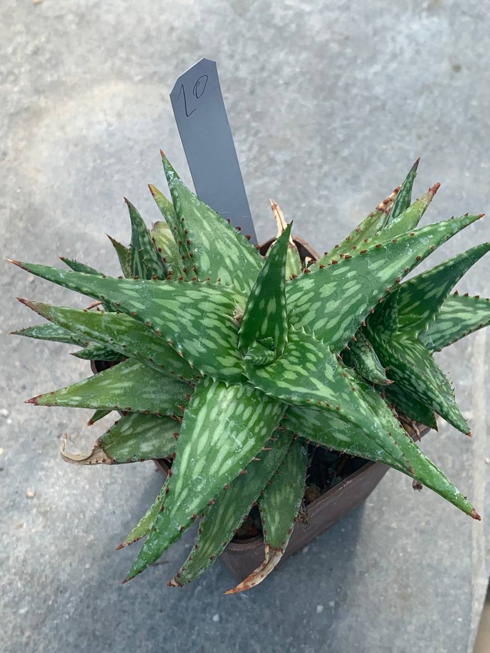 Aloe hybr
