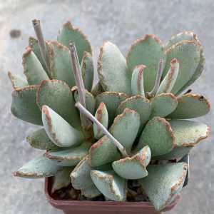 Adromischus schuldtianus (Poffader)