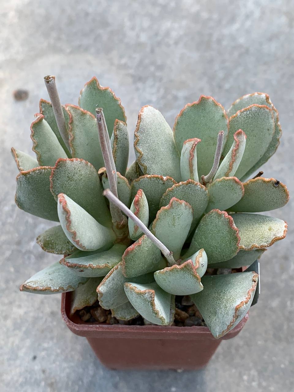 Adromischus schuldtianus (Poffader)