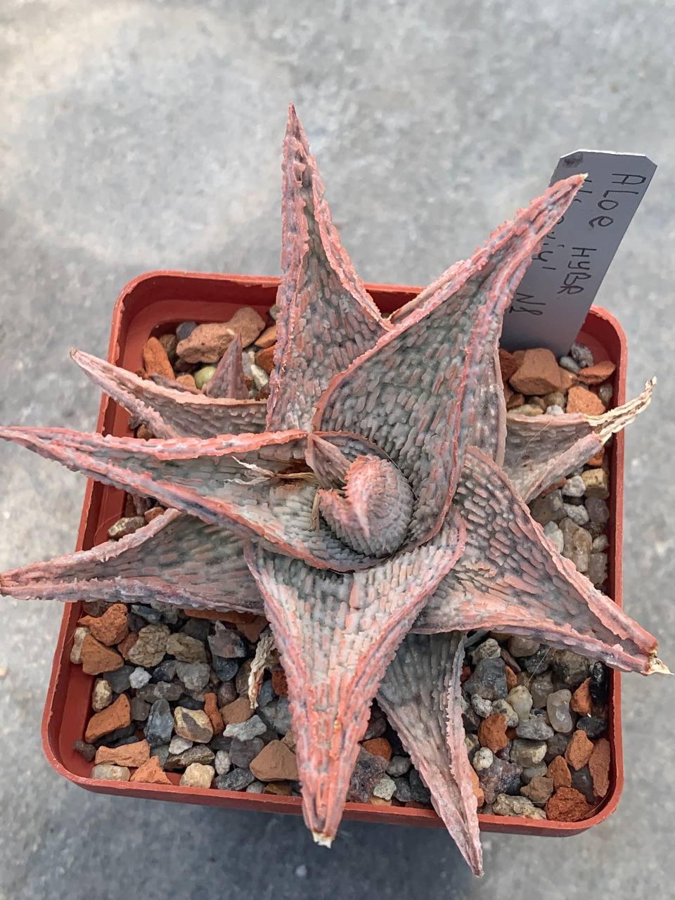 Aloe hybr cv ‘Lipskiy’