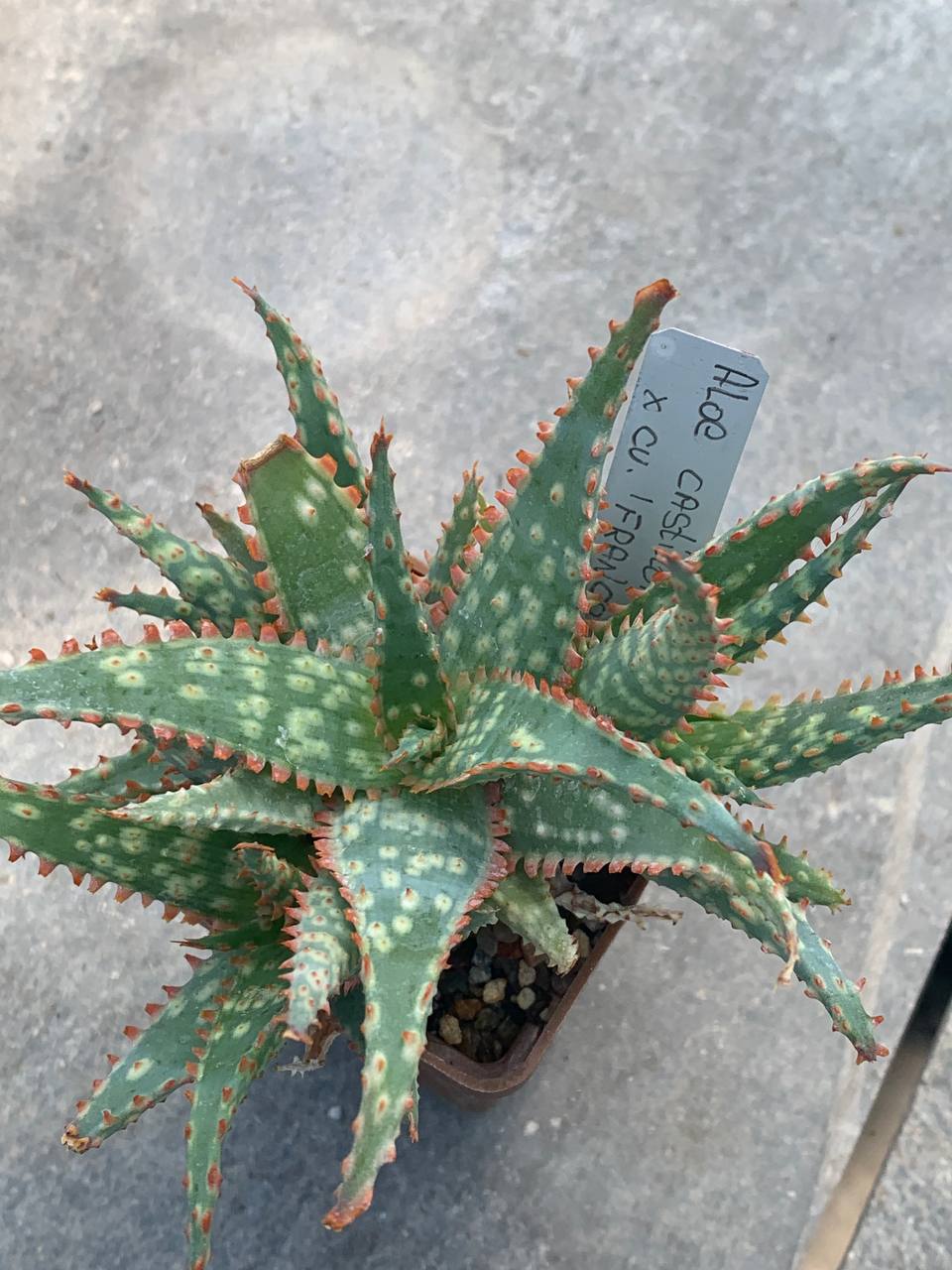 Aloe castilloniae x Franco