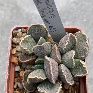 Adromischus hybr Belgium #27