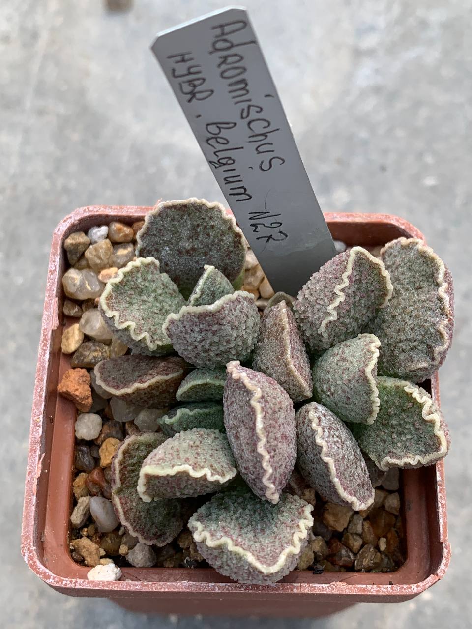 Adromischus hybr Belgium #27