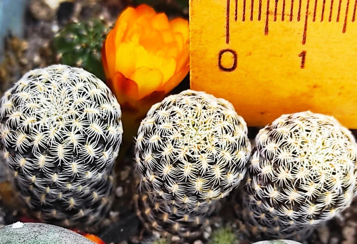 sulcorebutia langeri — по 150