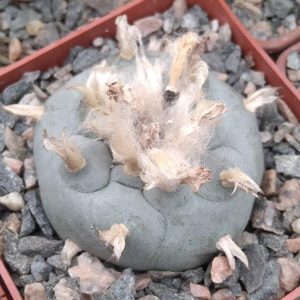 Lophophora williamsii -San Vinsent- cube-7cm-