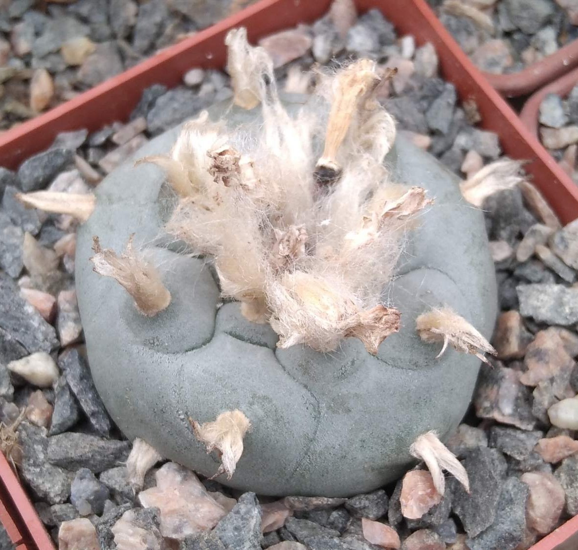 Lophophora williamsii -San Vinsent- cube-7cm-