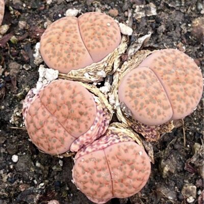 lithops fulviceps 4 голови