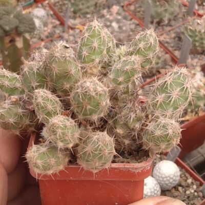 Cumulopuntia bulbispina -cube-5cm- вже квітуча мініатюра-