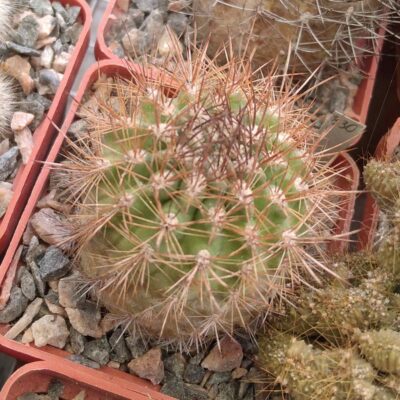 Neoporteria castaneoides -MG- cube-6cm-