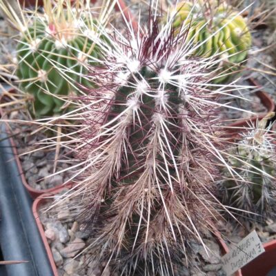 Echinocereus viridiflorus v. spinosior -cube-7cm-