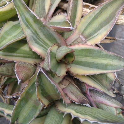 Agave lophantha v. tricolor - пагін-