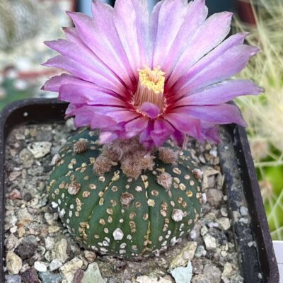 astrophytum super kabuto gold red flowers