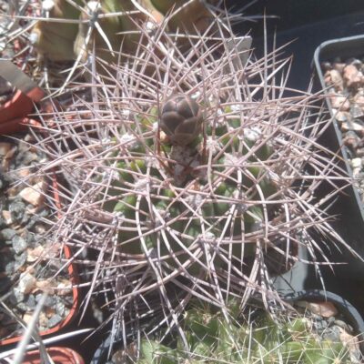 Gymnоcalycium  nidulans LF16 -cube-6cm-