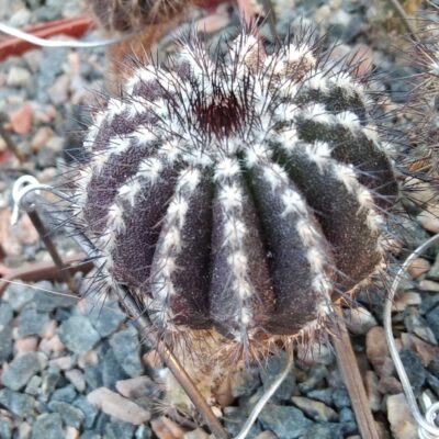 Uebelmania pseudopectinifera -dark form- cube-6cm-