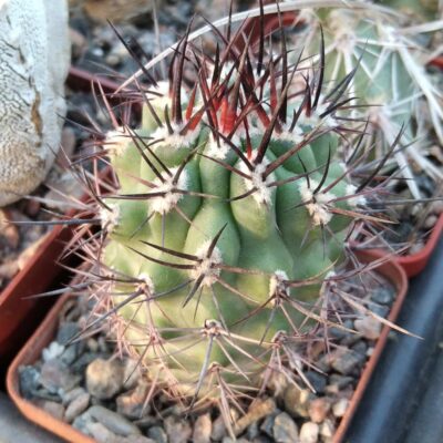Pyrrhocactus strausianus -cube-6cm-