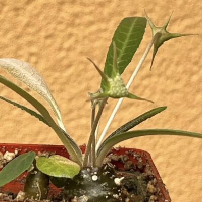 dorstenia hildebrandtii rubra