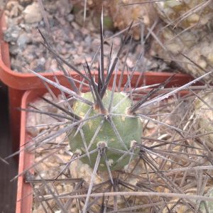 Tephrocactus art. v. nigrispinus -пагони-