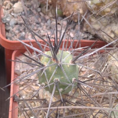 Tephrocactus art. v. nigrispinus -пагони-