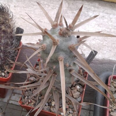 Tephrocactus articulatus v. papyracanthus VG -з природи- прод. вeрхній пагін -
