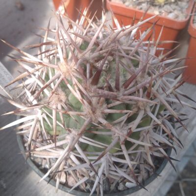 Gymnocalycium ferocior STO498 -горщик-9см- elit form!-