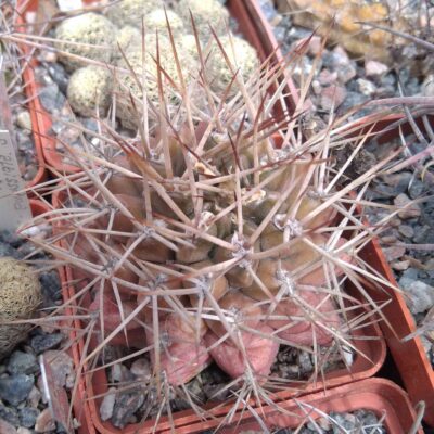 Gymnocalycium pungens -MG- cube-6cm-