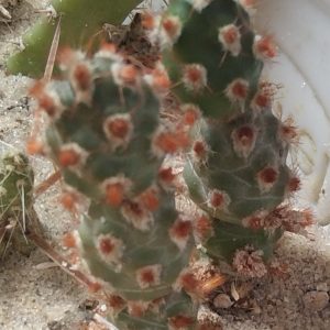Tephrocactus mollinensis f. RED -вкорінені рослини-