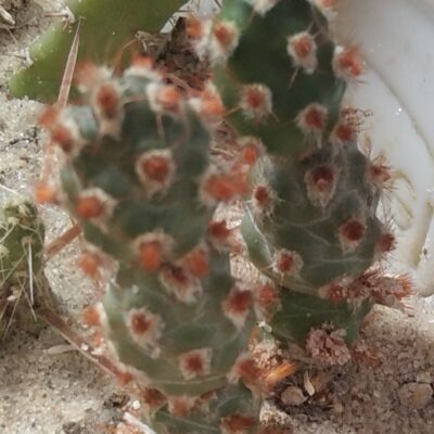 Tephrocactus mollinensis f. RED -вкорінені рослини-