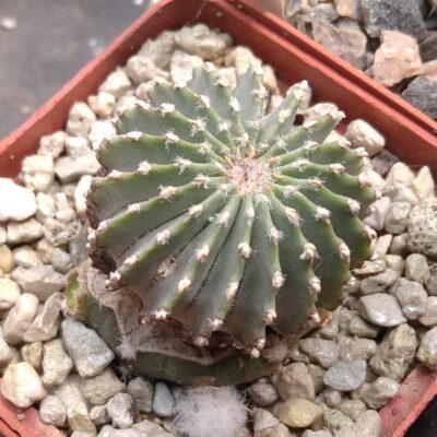 Geohintonia mexicana -cube-6cm- щеплена-
