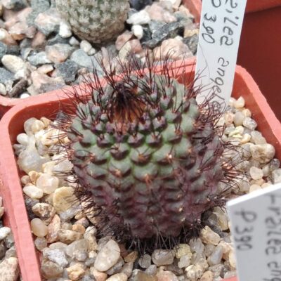Frailea angelesii P390 -cube-5cm-miniature 10years-