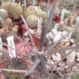 Tephrocactus art. v. syringacanthus - верхній пагін -