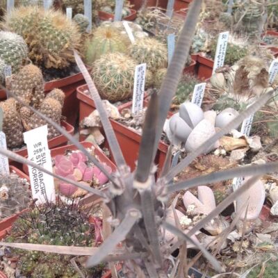 Tephrocactus art. v. syringacanthus - верхній пагін -