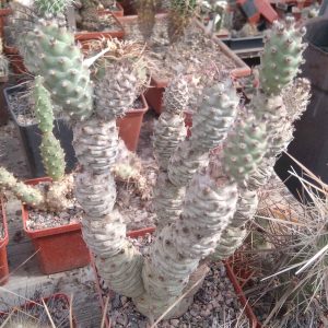 Tephrocactus strobilifomis -classik- пагони-