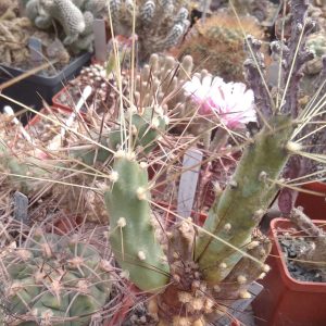 Cumulopuntia pampana -long spines- пагони-