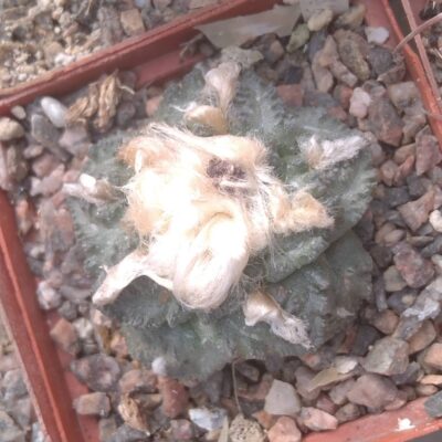 Ariocarpus fissuratus -Big Bend-cube-7cm-коренева шийка - E.jusbertii-