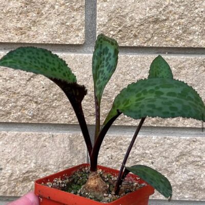 drimiopsis atropurpurea