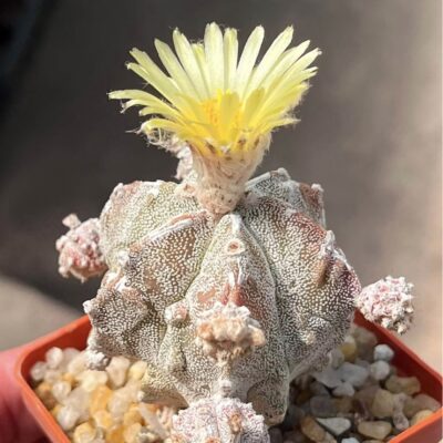 astrophytum hakujo