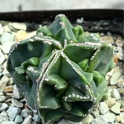 astrophytum fukuryu