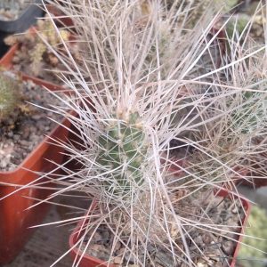 Tephrocactus weberi HS676 -extrem form- верхній пагін -