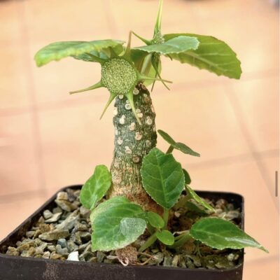 dorstenia foetida