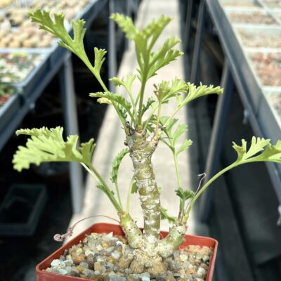 pelargonium spec ЮАР