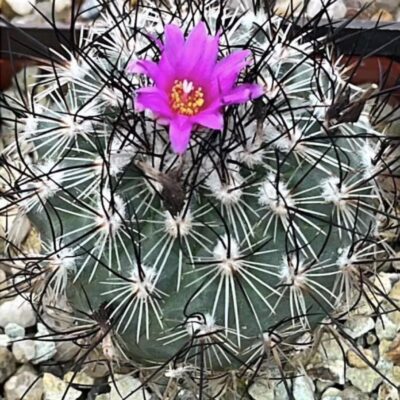 gymnocactus viereckii