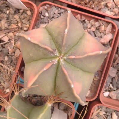 Astrophytum myriostigma f. variegata -cube-6cm-