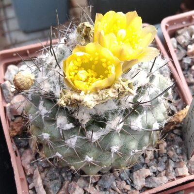 Copiapoa humilis FR464 -cube-7cm- своє коріння, потужна ріпа-