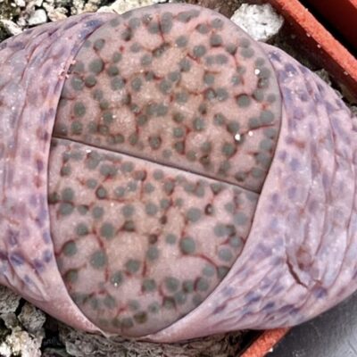 lithops fulviceps v lactinea